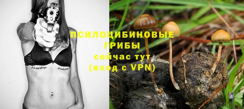 Галлюциногенные грибы Psilocybe  Беслан 